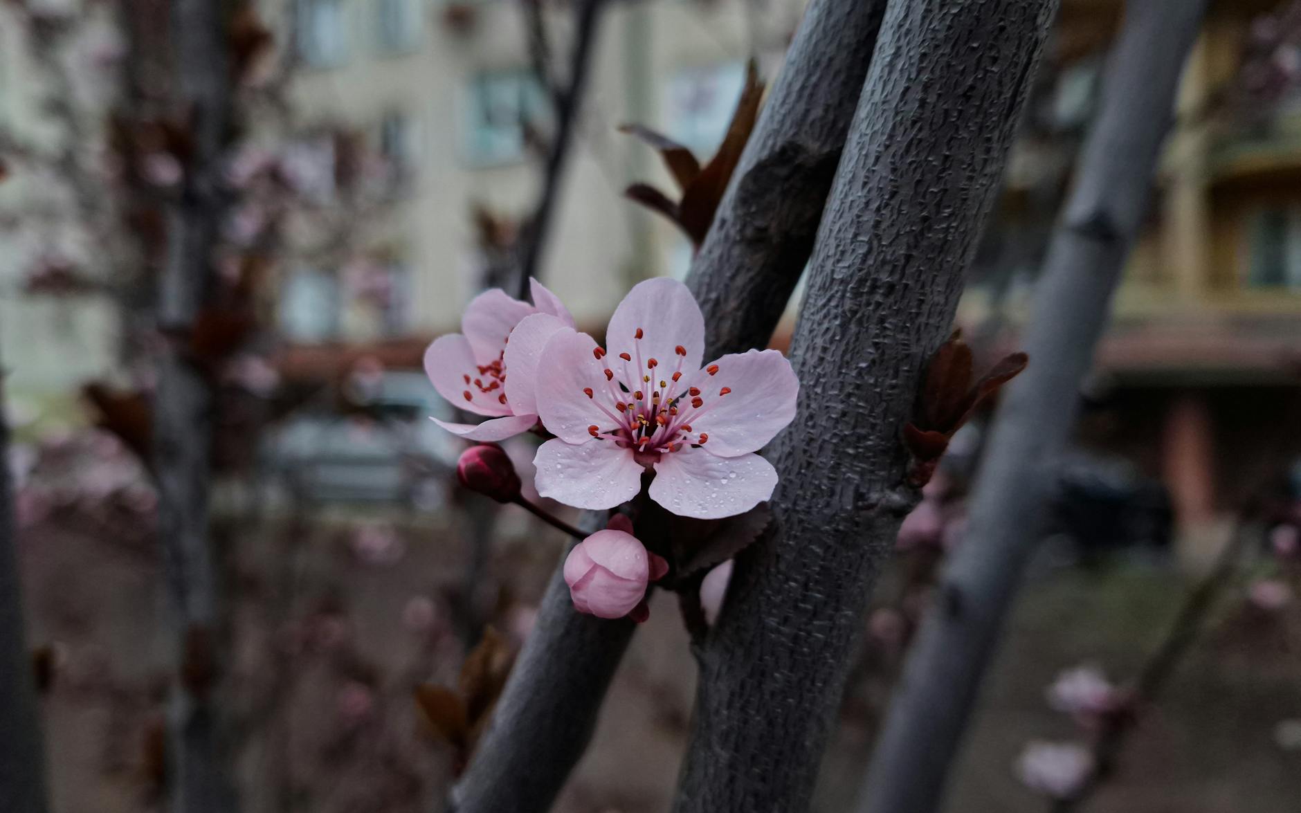 Białe kwiaty wiśni na gałęziach drzewa wiosną w Głownie, tło rozmyte zielone liście